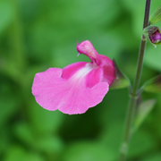 Salvia Regal Rose